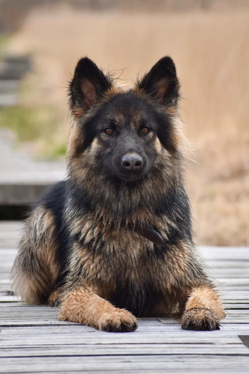 Portrait d’un berger allemand à poil long couché sur un ponton de bois
