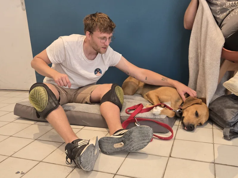 Un chien allongé sur le flanc pendant que Jules travaille sur son dos