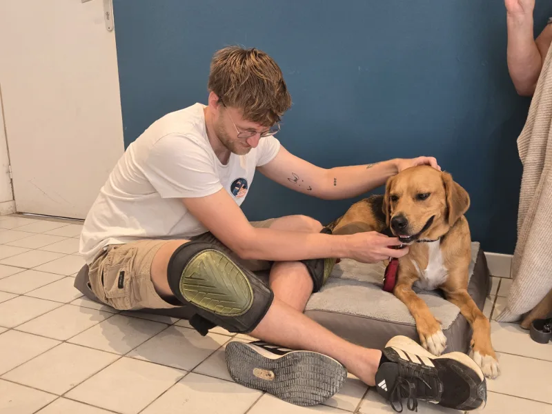 Un chien tourne la tête vers Jules pendant qu’il travaille sur son encolure