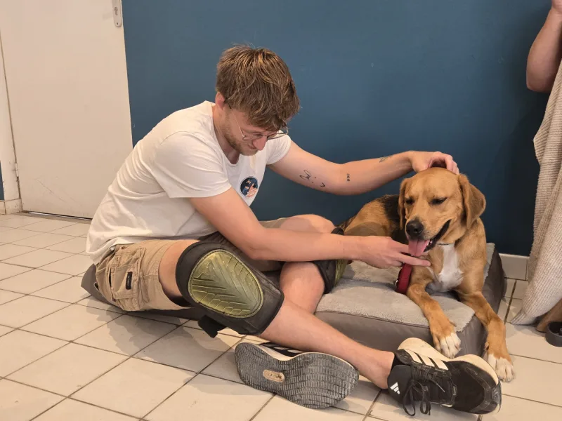 Les deux mains de Jules encadrent la tête d’un chien pendant la palpation