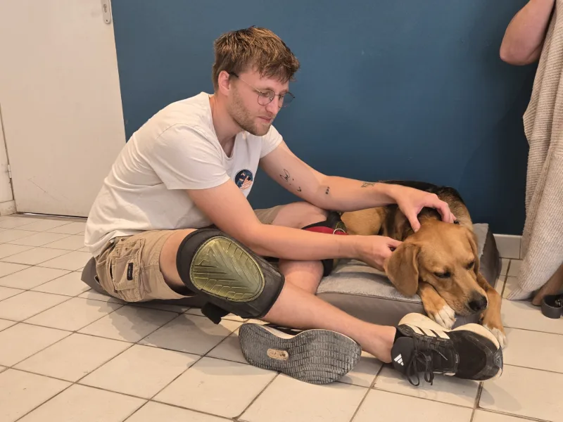 Jules travaille sur le dos d’un beagle allongé sur le tapis